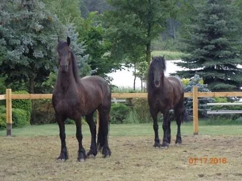 Alojamento de Turismo Rural White